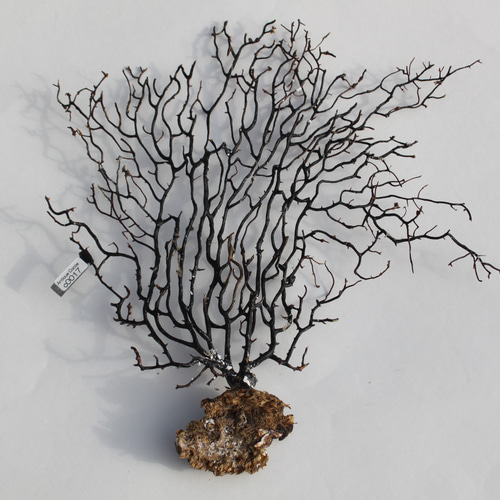 アクアリウム　インテリア　ウミウチワ　工作　造形　天然素材　塩抜き　海からの贈物 アクアリウム インテリア ウミウチワ 工作 造形 天然素材 塩抜き 海