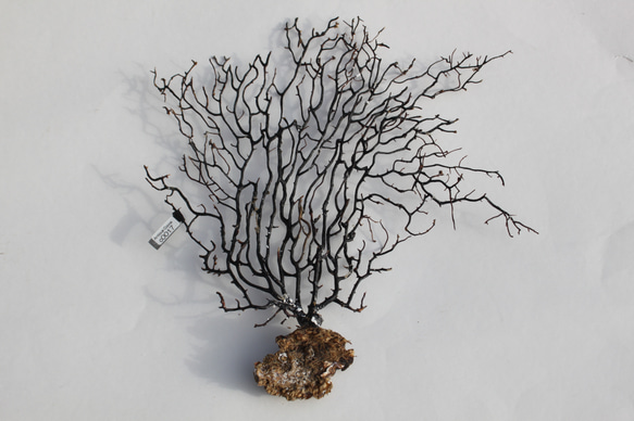 天然 ウミウチワ インテリア雑貨 アート うみうちわ C0017 その他