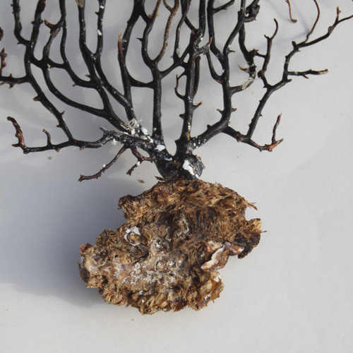 天然 ウミウチワ インテリア雑貨 アート うみうちわ C0017 その他