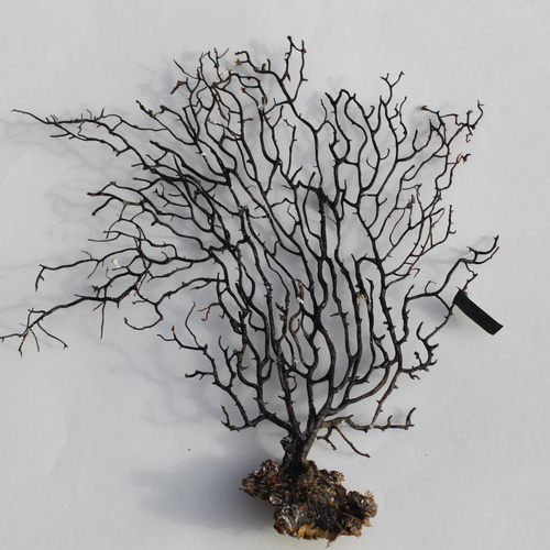 天然 ウミウチワ インテリア雑貨 アート うみうちわ C0017 その他