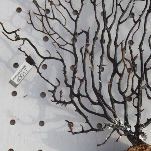 天然 ウミウチワ インテリア雑貨 アート うみうちわ C0017 その他