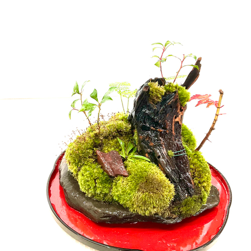 苔島コダマがある苔の森 盆栽 moss loulan(楼蘭) 通販 15315312