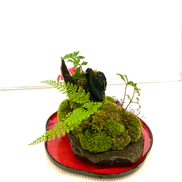 苔島コダマがある苔の森 6枚目の画像