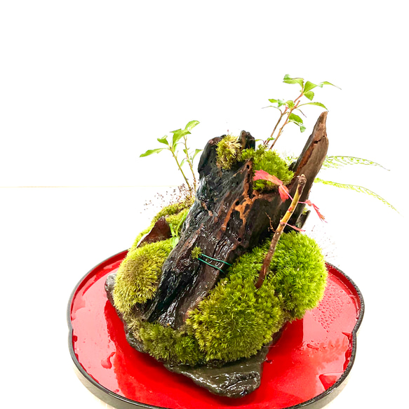 苔島コダマがある苔の森 3枚目の画像