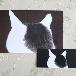 貓咪背頭明信片+書籤套裝（Momo） 第1張的照片
