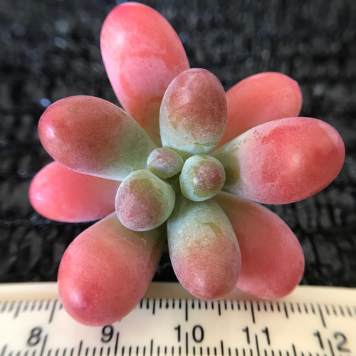 多肉植物 ぷくぷく系 ファットスター 抜き苗 1苗888円 多肉植物 愛多肉