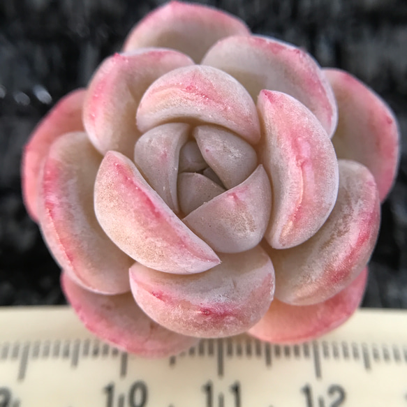 19多肉植物エケベリア〈カット苗〉☆寄植え100苗 19多肉植物エケベリア〈カット苗〉☆寄植え100苗 サボテン 観葉植物