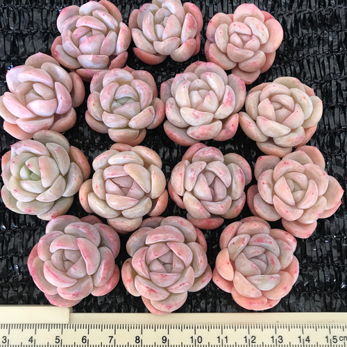 多肉植物 エケベリア 桜マカロン カット苗 3-4cm 1苗1600円 多肉植物