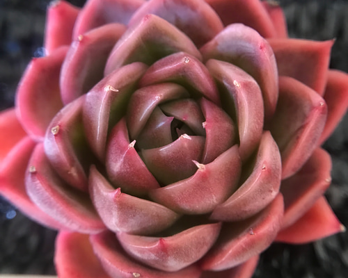 86#多肉植物アエオニウム❤️ レッドグラスローズ ❤️1大頭25cm拨き苗 86#多肉植物アエオニウム❤️ レッドグラスローズ ❤️1大頭25cm拨き苗 86#