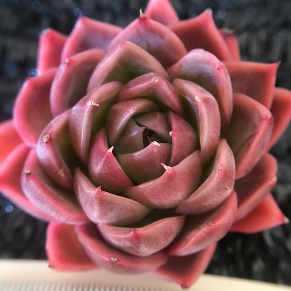 多肉植物 赤い子♡ラスト！ 多肉植物 ラスト1苗【特大高級美苗】レッドタン 超優良個体 厳選韓国苗