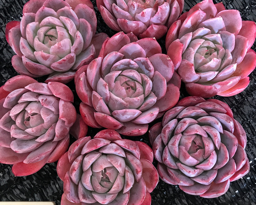 0a313f0ce9fda6317d19aeb6573ca4