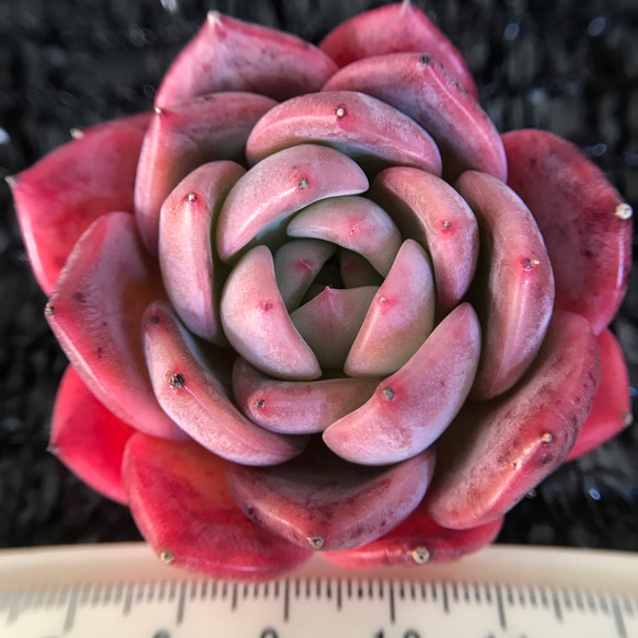 多肉植物 エケベリア レッドドラゴンフルーツ大福 5cm 1苗2600円 多肉