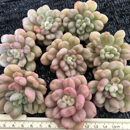 多肉植物 エケベリア ビルゲイツ カット苗 5cm 1苗1600円 多肉植物 愛