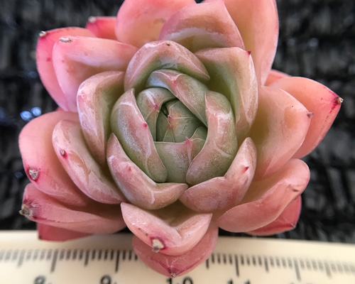 多肉植物 エケベリア 落桜 抜き苗 4cm 1苗888円 多肉植物 愛多肉