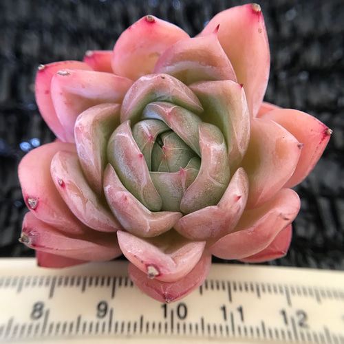 522.多肉植物 寄せ植え エケベリア属 落桜（単） アートフラワー