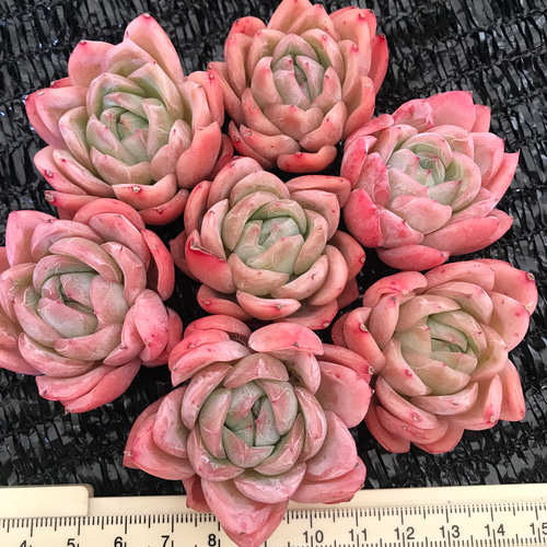 多肉植物 エケベリア 落桜 抜き苗 4cm 1苗888円 多肉植物 愛多肉