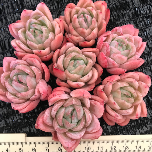 多肉植物 エケベリア 落桜 抜き苗 4cm 1苗888円 多肉植物 愛多肉