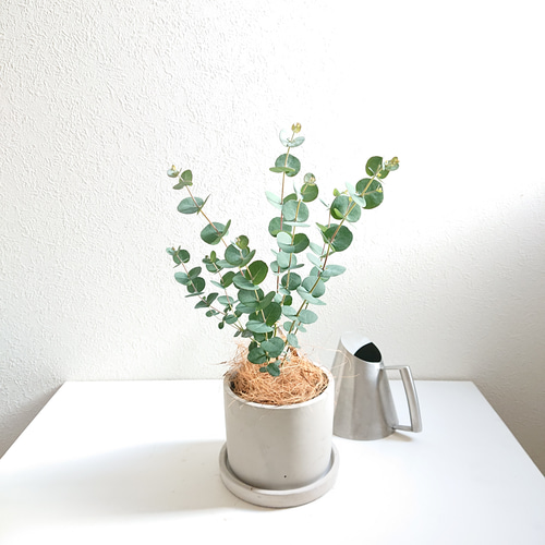 ○数量限定○新作○ユーカリの樹 ”ユーカリ グニー 鉢/受け皿