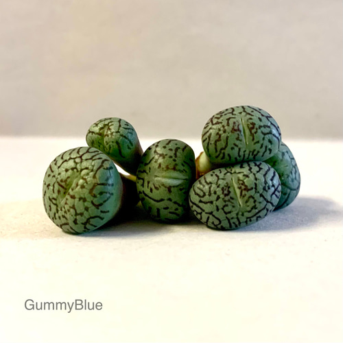 コノフィツム ウィッテベルゲンセ×セレシアナム 特選 急遽