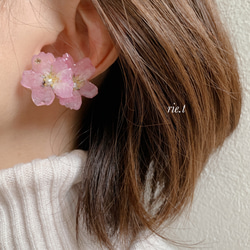 再販3【rie.t】本物の小さな桜　お花見イヤーカフセット 3枚目の画像