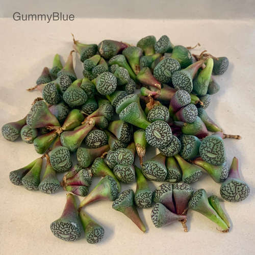 コノフィツム ウィッテベルゲンセ RR714 多肉植物 GummyBlue コノフィツム ウィッテベルゲンセ RR714 多肉植物 GummyBlue