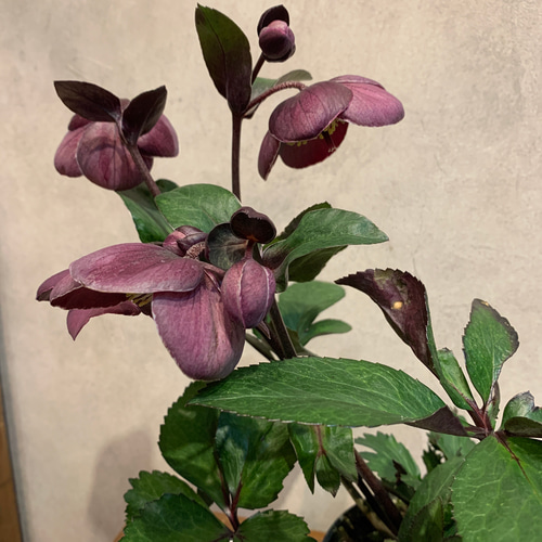 クリスマスローズ 氷の薔薇 ナイチンゲール 5寸鉢 | 橋本種苗園