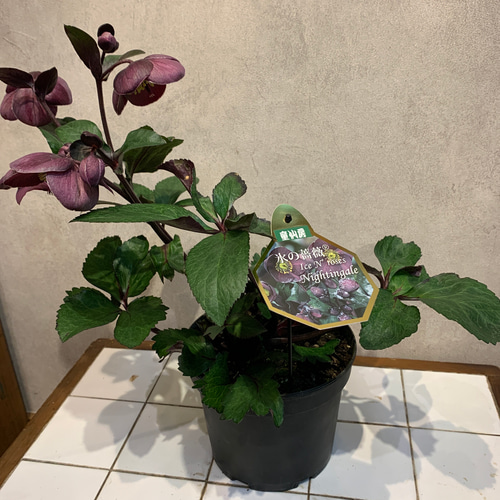 希少❗️クリスマスローズ❤️氷の薔薇 ナイチンゲール 6号鉢 希少❗️クリスマスローズ❤️氷の薔薇 ナイチンゲール 6号鉢