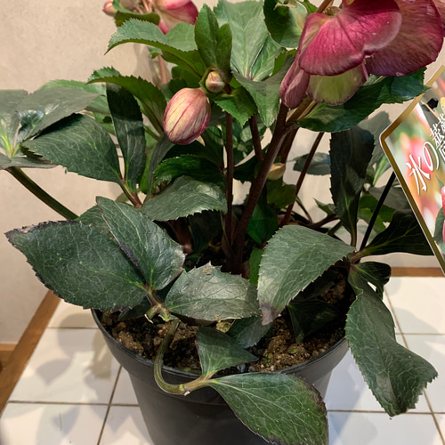 大鉢❗️クリスマスローズ❤️氷の薔薇 ダークピコティ 7号鉢 多肉植物