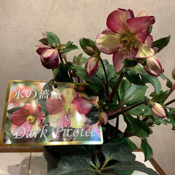 大鉢❗️クリスマスローズ❤️氷の薔薇 ダークピコティ 7号鉢 多肉植物