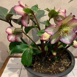 470ed5425cbce8258d975018968b96