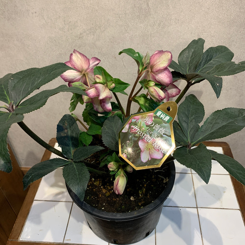 大鉢❗️クリスマスローズ❤️氷の薔薇 フロスティドローズ 7号鉢 多肉