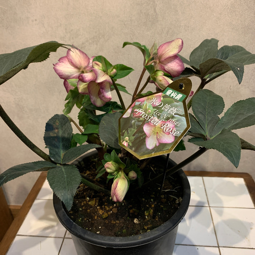 大鉢❗️クリスマスローズ❤️氷の薔薇 フロスティドローズ 7号