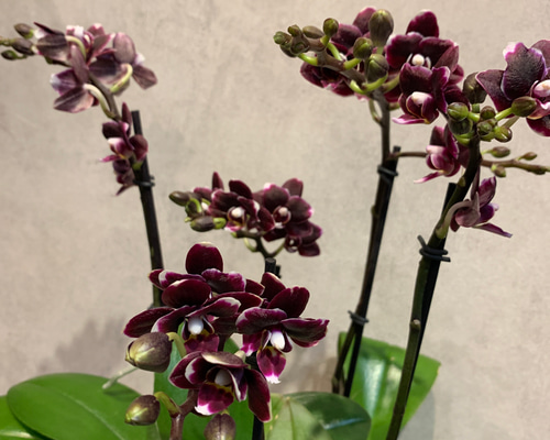 希少現品のみ❗️胡蝶蘭❤️ミディ チョコビッツ 5.5号陶器鉢 多肉植物