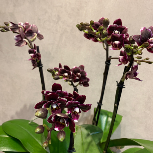 希少現品のみ❗️胡蝶蘭❤️ミディ チョコビッツ 5.5号陶器鉢 多肉植物