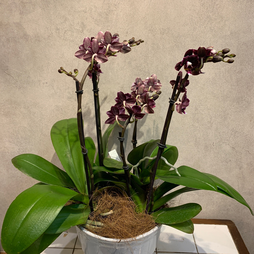 希少現品のみ❗️胡蝶蘭❤️ミディ チョコビッツ 5.5号陶器鉢 多肉植物