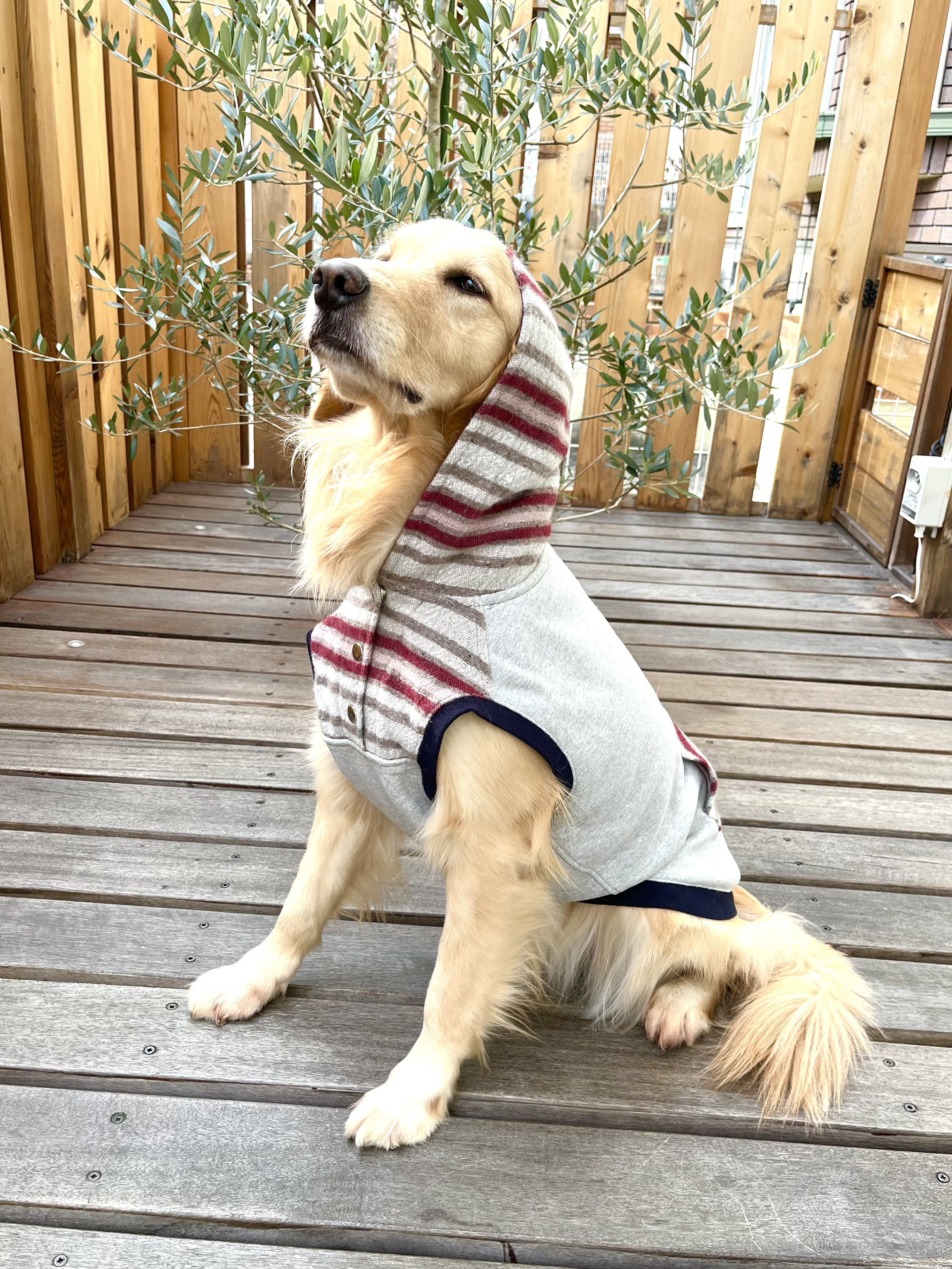 セミオーダーわんこ服❤️サンタフェ調ウールのフーディ　大型犬用