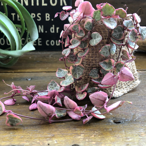 レディーハート♡斑入りハートカズラ♡多肉植物♡垂れ下がり