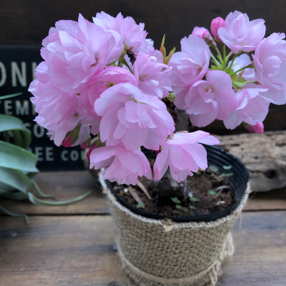 一才桜 即完売 テーブルで楽しむ 旭山 ガーデニング 観葉植物 8枚目の画像