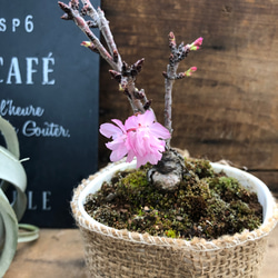一才桜 即完売 テーブルで楽しむ 旭山 ガーデニング 観葉植物 4枚目の画像