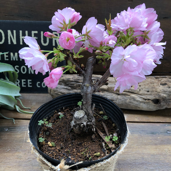 一才桜 即完売 テーブルで楽しむ 旭山 ガーデニング 観葉植物 2枚目の画像