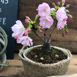 一才桜 即完売 テーブルで楽しむ 旭山 ガーデニング 観葉植物 15枚目の画像