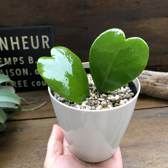 ハートホヤ♡ラブラブハート♡多肉植物♡インテリア♡ガーデニング 13枚目の画像