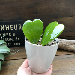 ハートホヤ♡ラブラブハート♡多肉植物♡インテリア♡ガーデニング 7枚目の画像