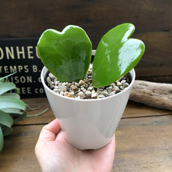 ハートホヤ♡ラブラブハート♡多肉植物♡インテリア♡ガーデニング 15枚目の画像