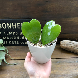 ハートホヤ♡ラブラブハート♡多肉植物♡インテリア♡ガーデニング 2枚目の画像