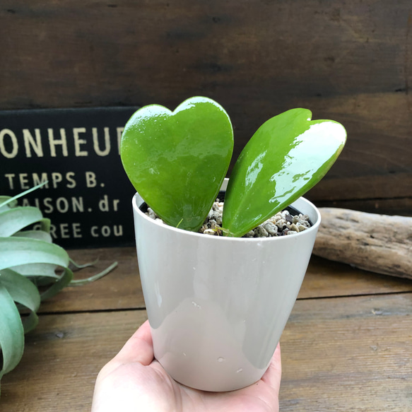 ハートホヤ♡ラブラブハート♡多肉植物♡インテリア♡ガーデニング 10枚目の画像