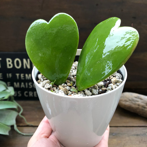 ハートホヤ♡ラブラブハート♡多肉植物♡インテリア♡ガーデニング 5枚目の画像