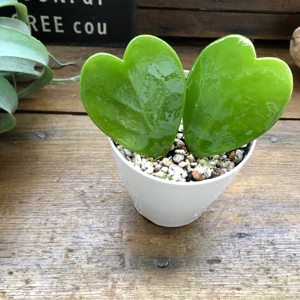 ハートホヤ♡ラブラブハート♡多肉植物♡インテリア♡ガーデニング 8枚目の画像