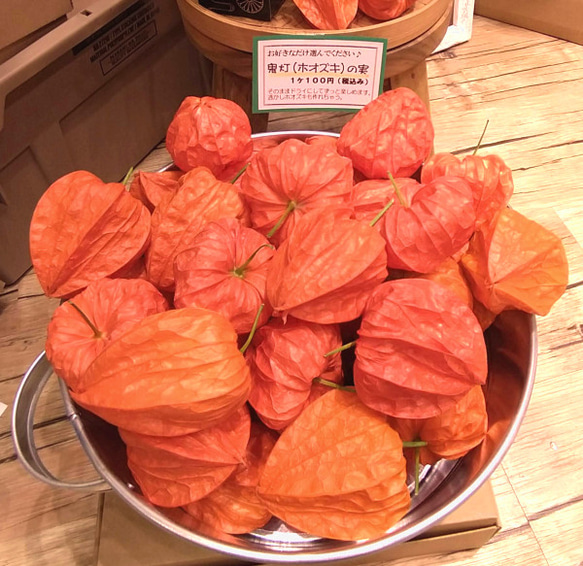 枝付き 透かしほおずき 実付きほおずきセット 法月 鬼灯 宅配便