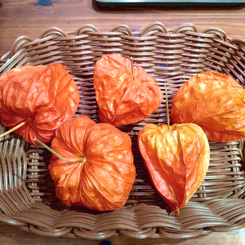 専用✨迎春2022✨正月飾り スカシホオズキ (ドライ) 【公式通販】